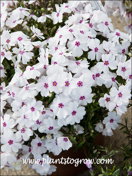 Nice white flowers with a tinge of pink along with the dark colored eye.